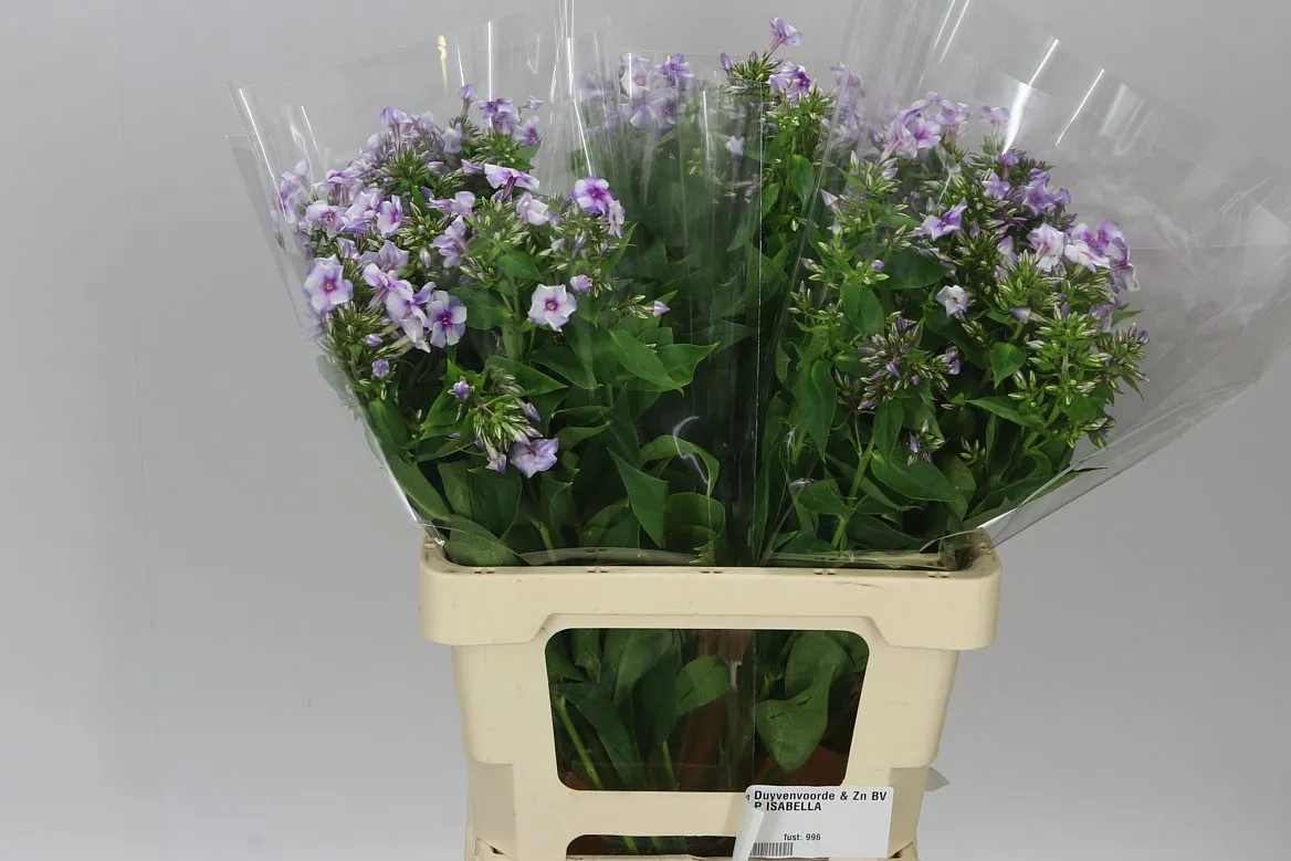 Phlox P Isabella • 60 cm