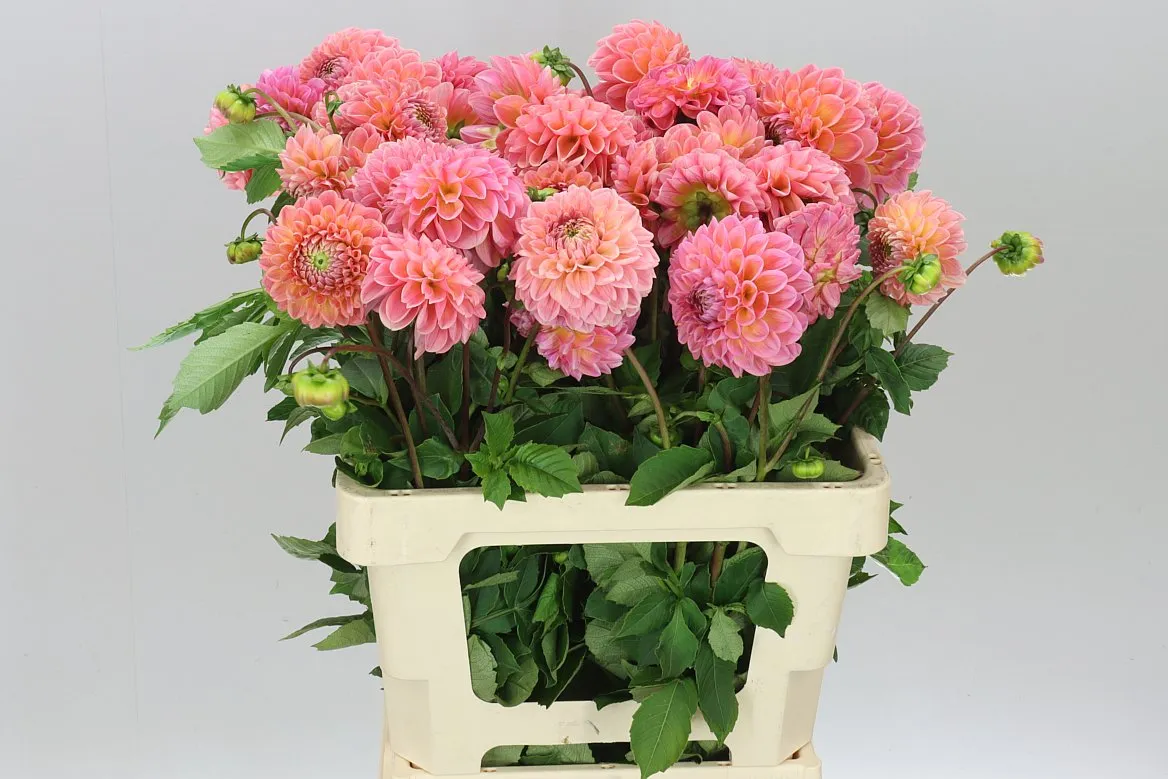 Dahlia Linda's Baby • 55 cm