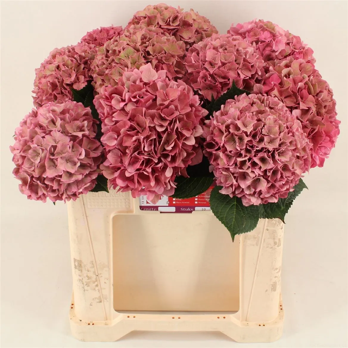 Hyd Rodeo Cerise Classic • 50 cm