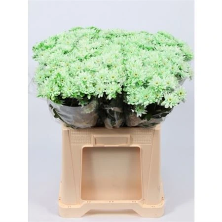 Chryzantéma trsová Euro Green • 70 cm