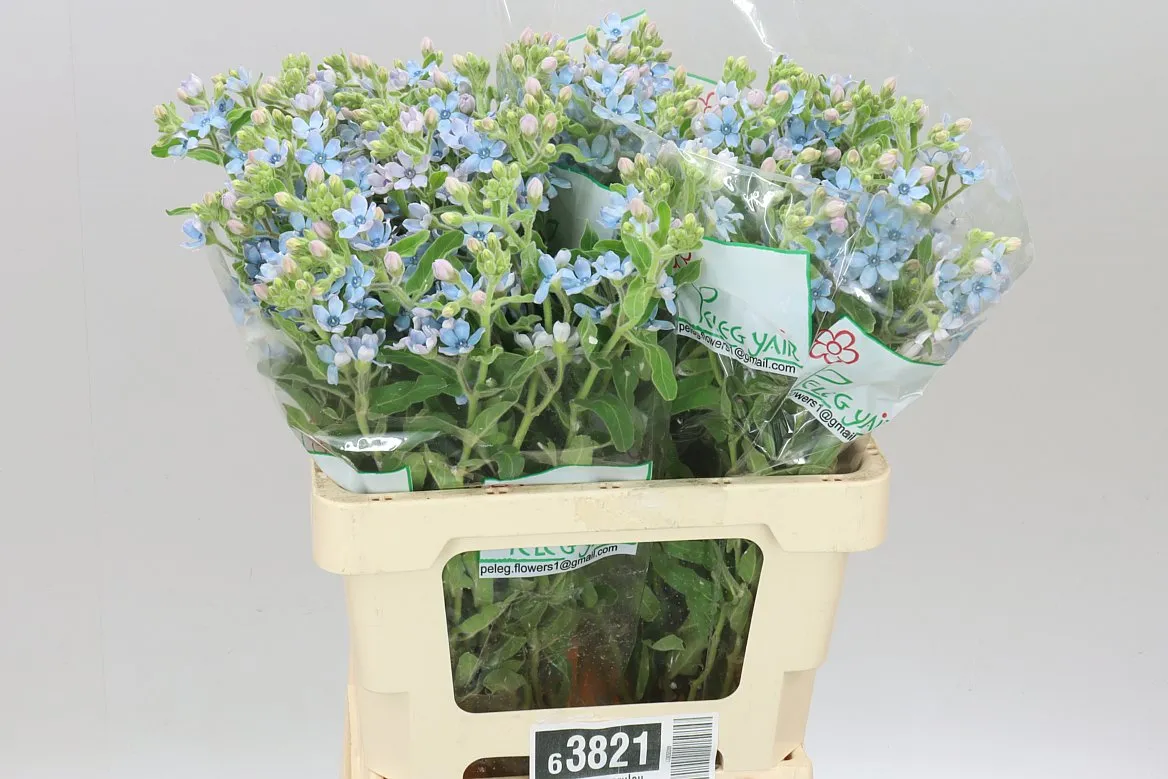 Oxypetalum Coeruleum • 60 cm