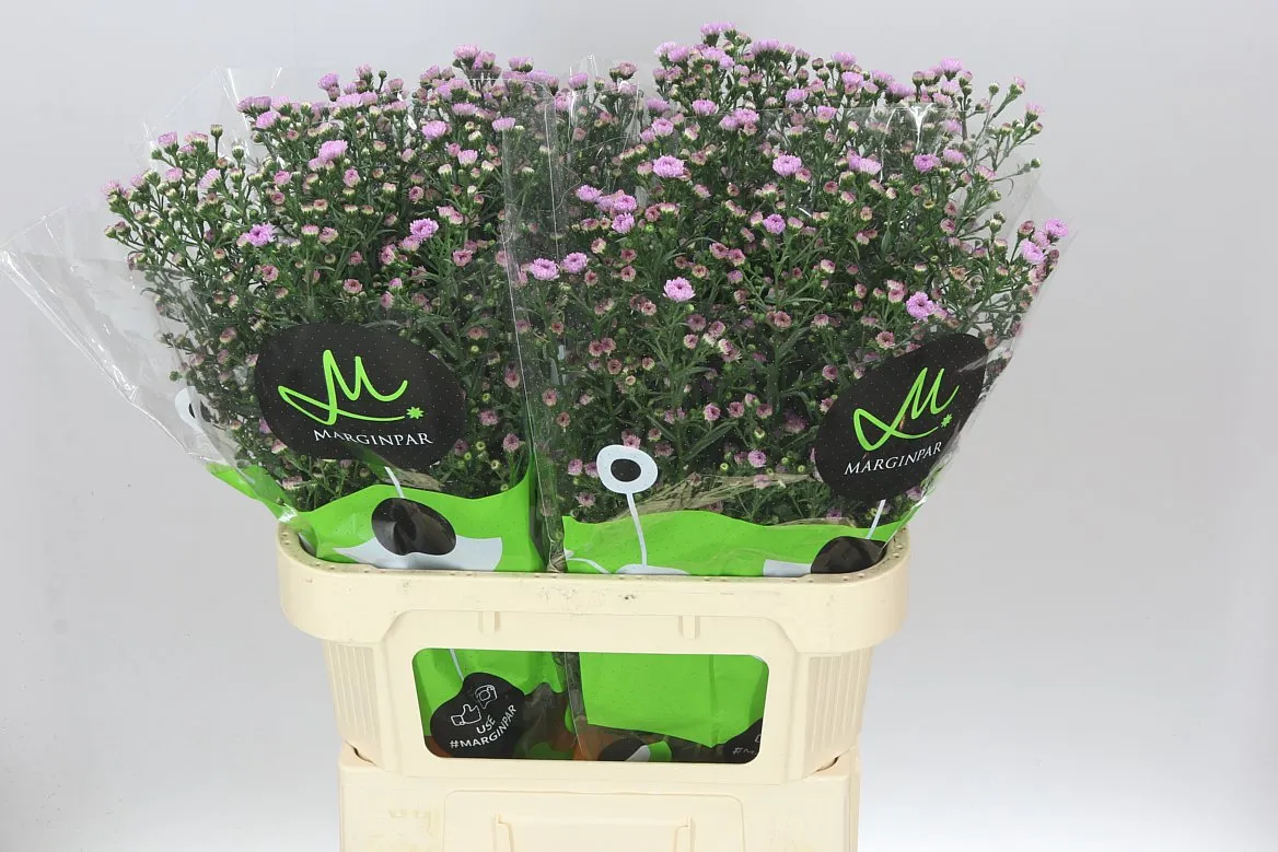 Aster Double Da Pink • 80 cm