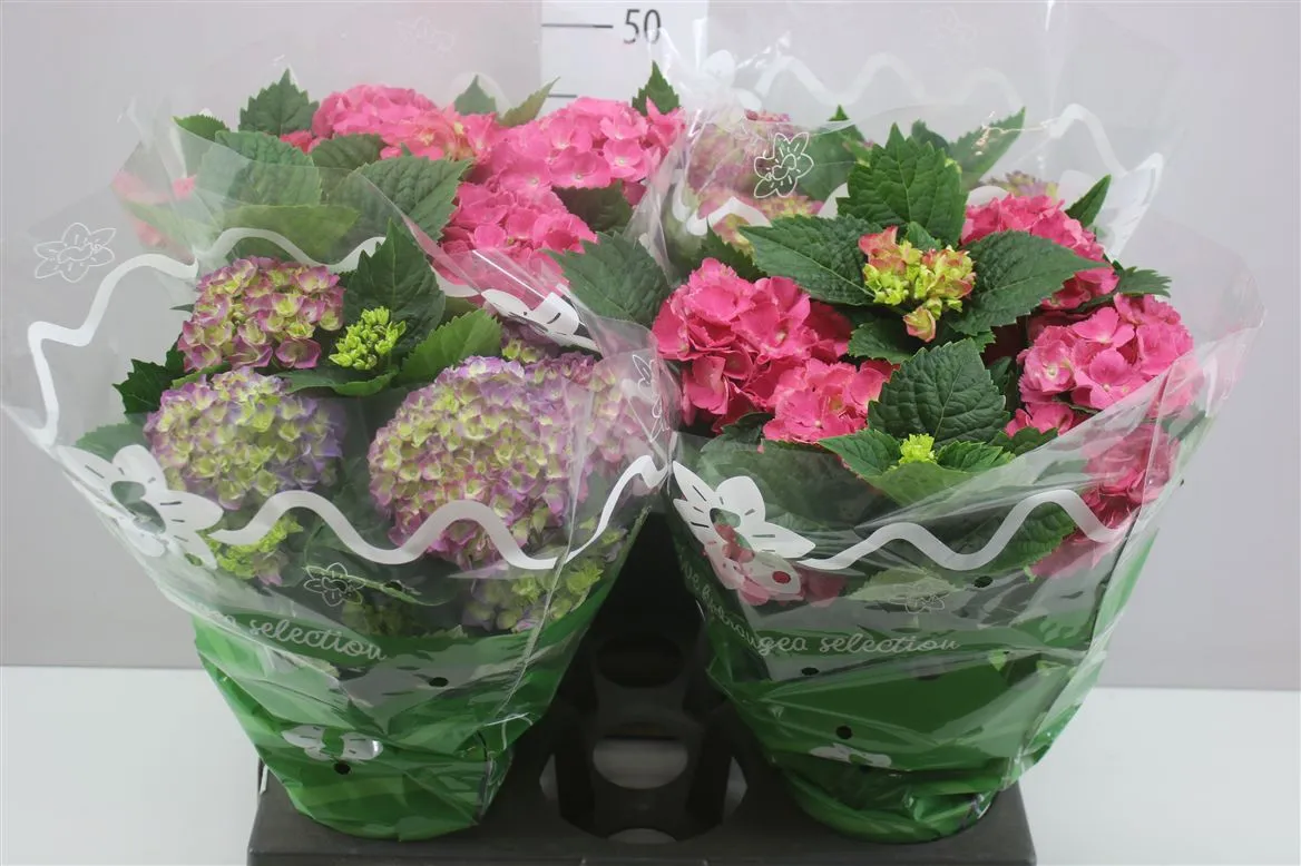 Hydrangea Gemengd 7-8 • črepník 14 cm