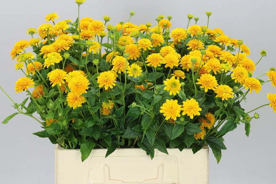 Heliopsis Helianthoides Asahi • 65 cm
