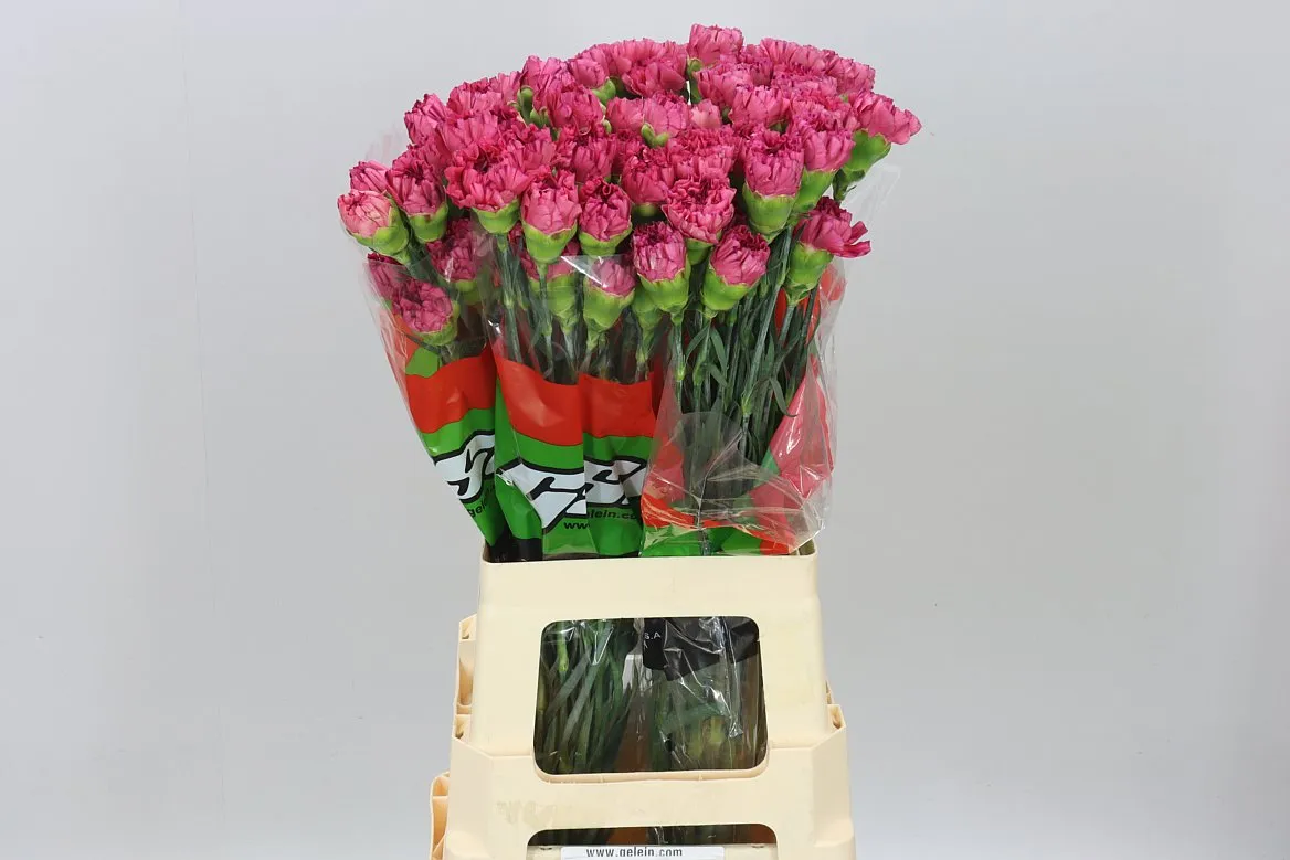 Karafiát Bernard • 70 cm