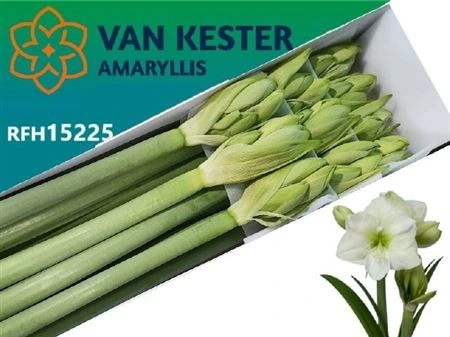Amarylis White Sensation • 80 cm
