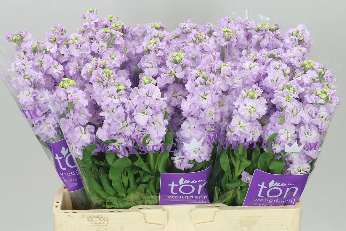 Matthiola Marine • 55 cm
