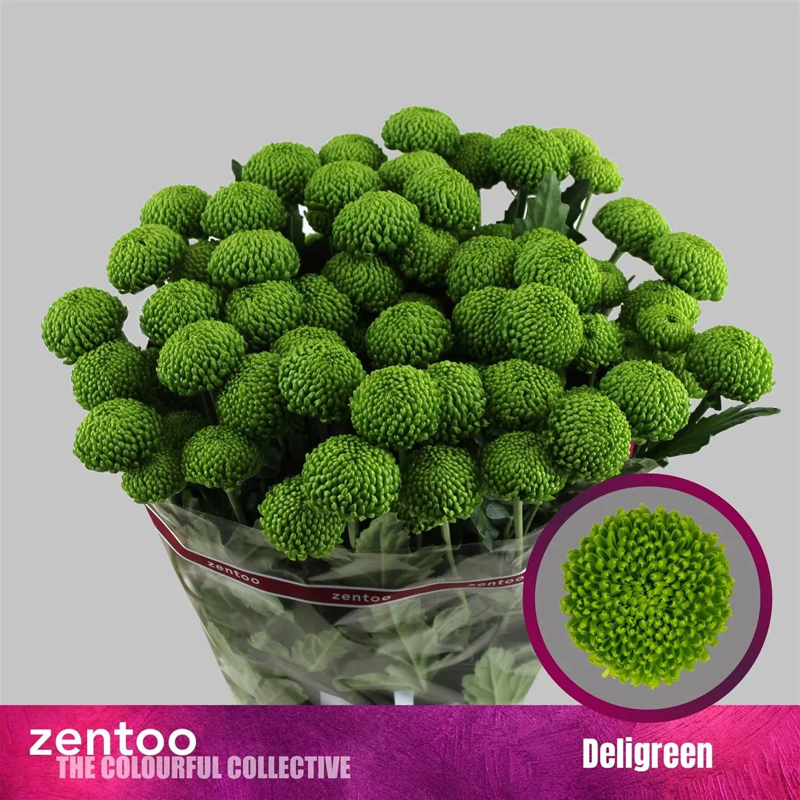 Chryzantéma trsová Deligreen • 70 cm