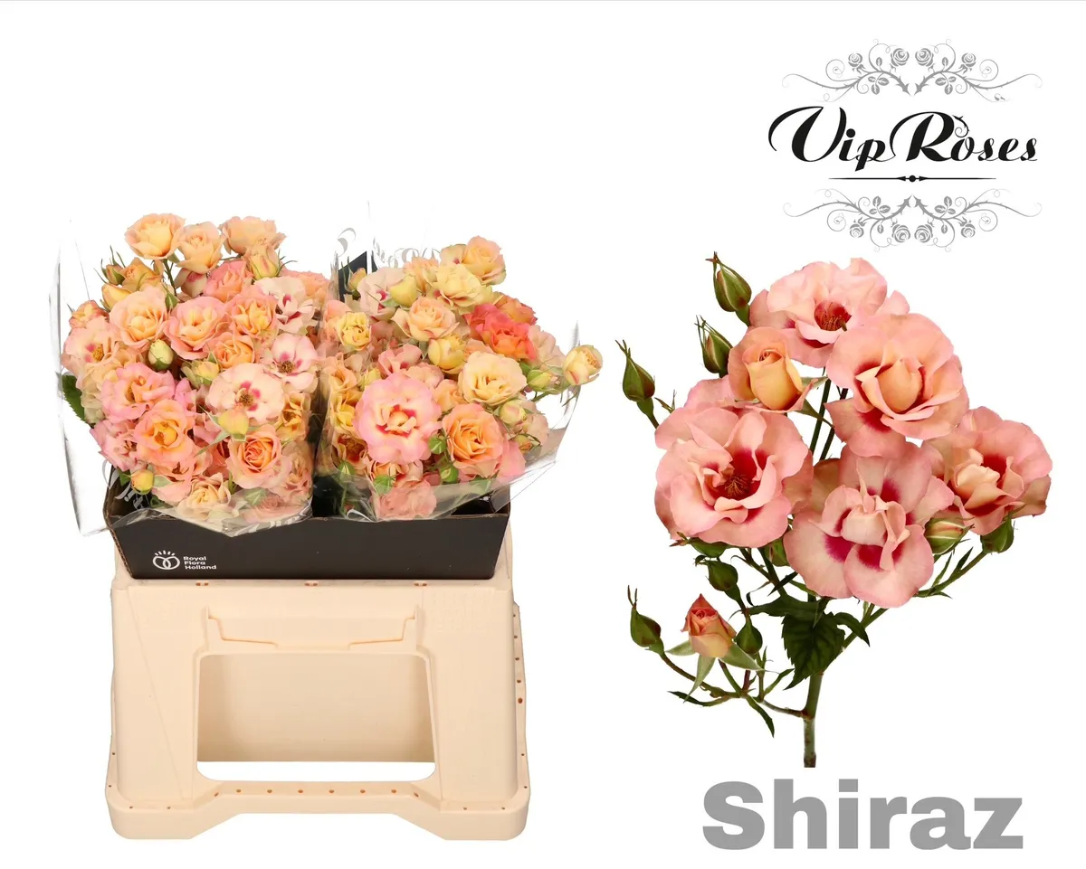 R Tr Shiraz! • 40 cm