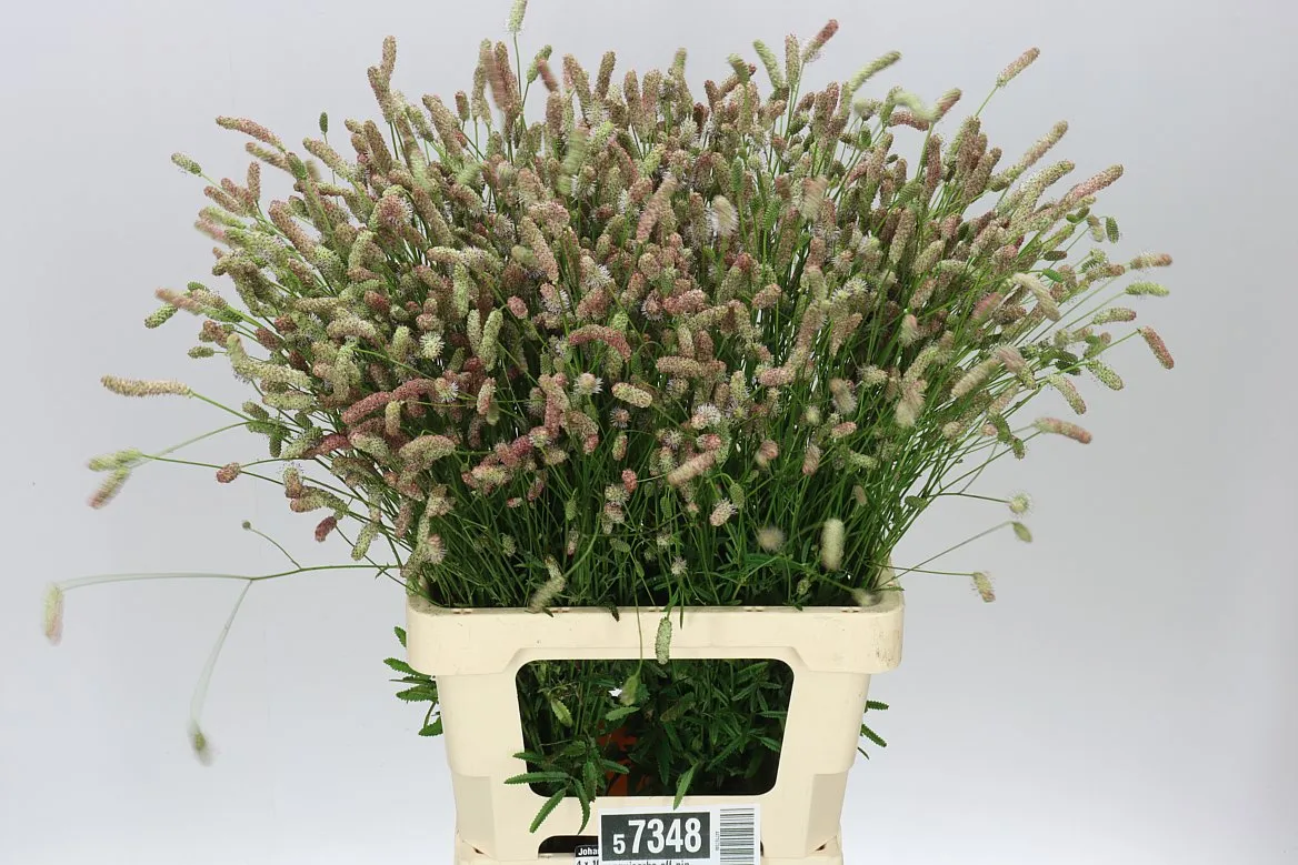 Sanguisorba Off Pink Tann A2 • 70 cm
