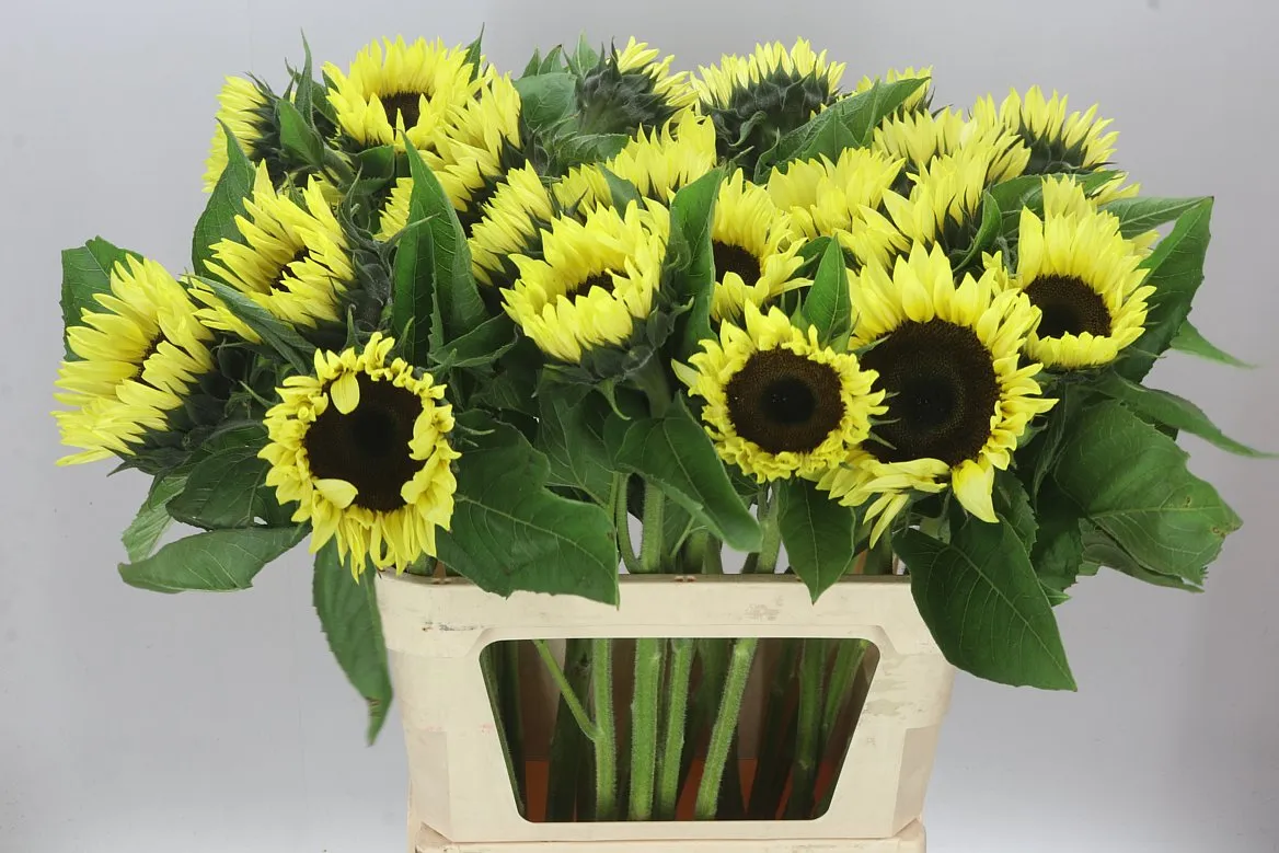 Helianthus An Sunrich Light • 80 cm