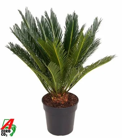 Cycas Revoluta P21 • črepník 21 cm