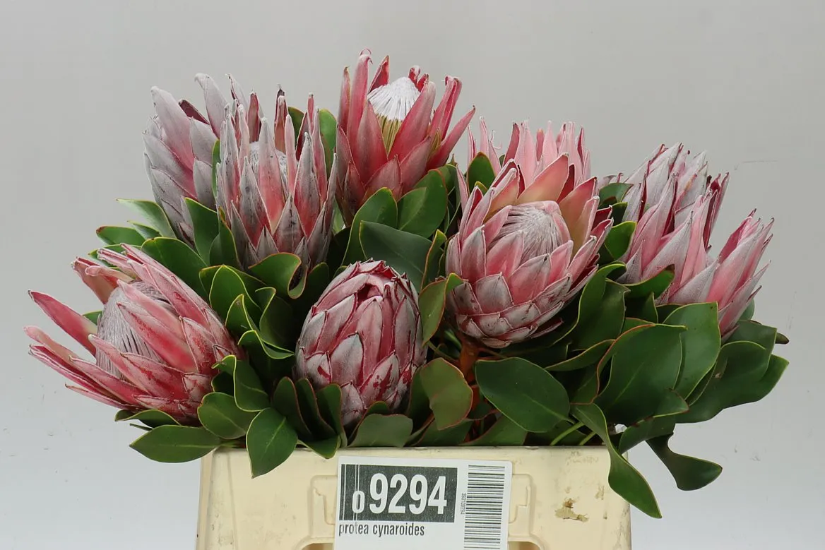 Protea Cynaroides • 40 cm