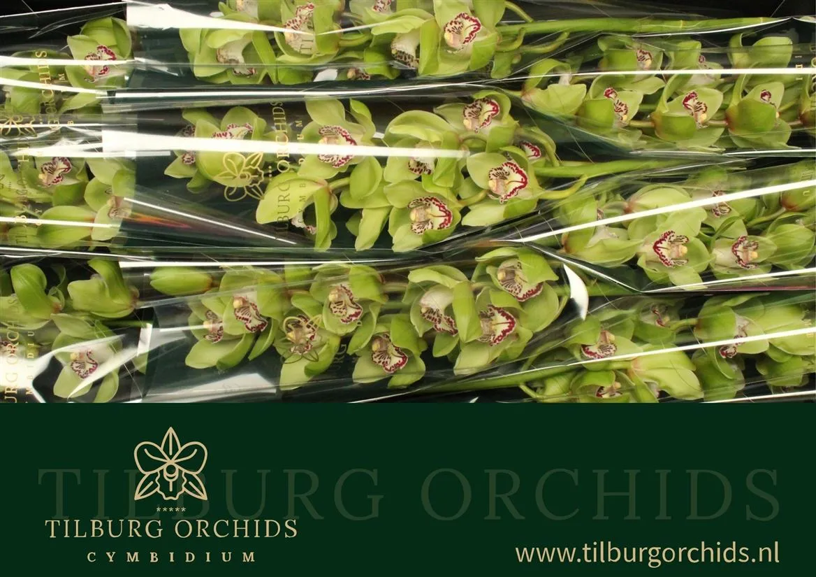 Orchidea Cymbidium Mrs Robin Hood, celá stonka • 60 cm