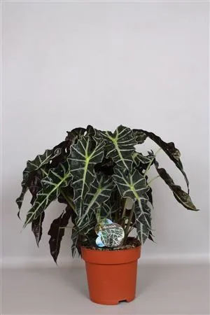 Alocasia Dwarf Amazonica - Green4life • črepník 24 cm