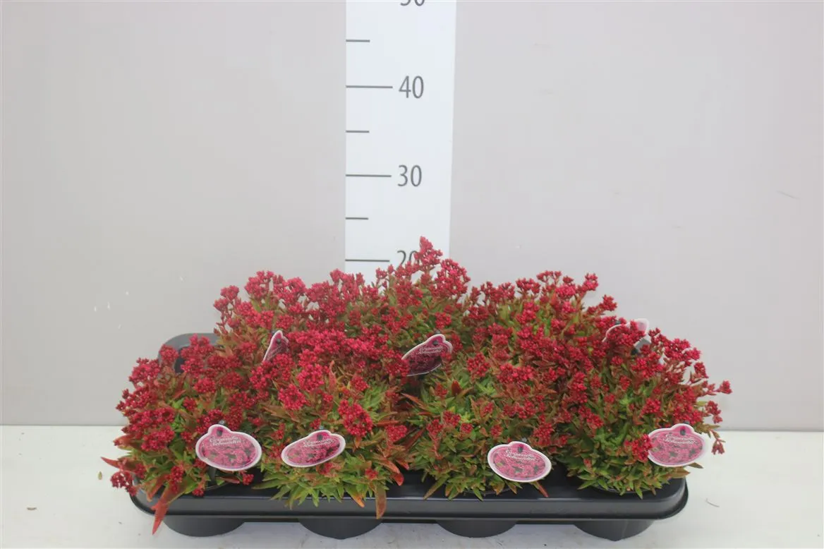 Crassula Schmidtii • črepník 13 cm