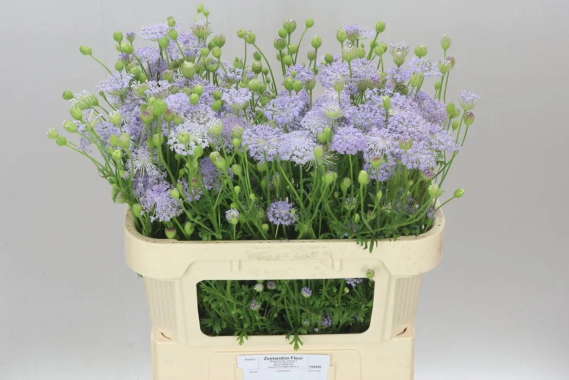 Didiscus Lavendel • 75 cm