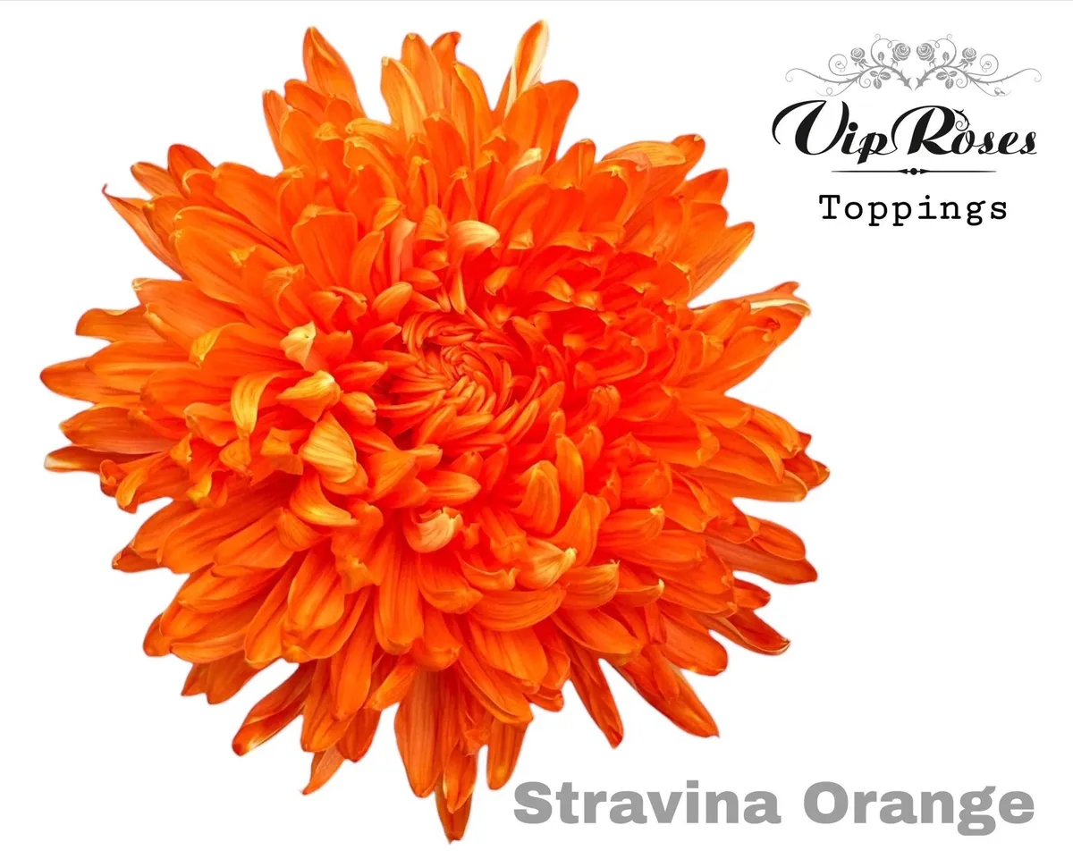 Chryzantéma veľkokvetá Stravina Orange • 65 cm