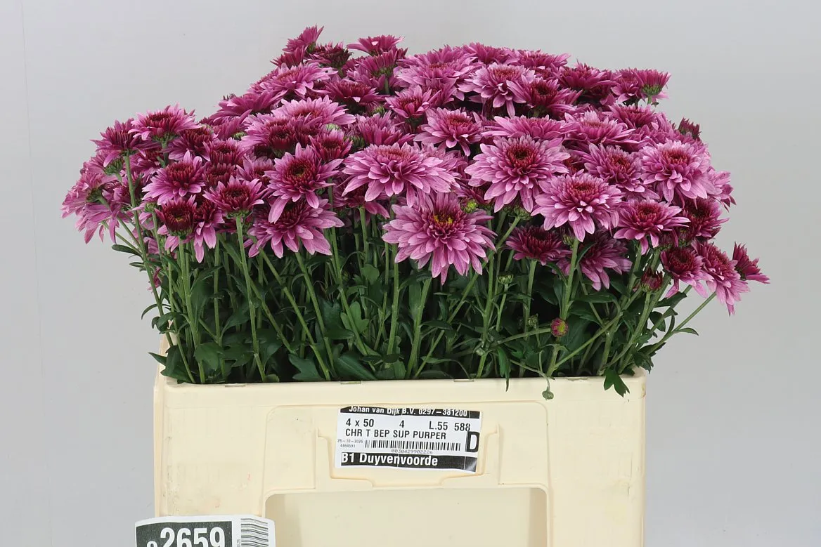 Chr Tbu Beppie Super Purper • 55 cm