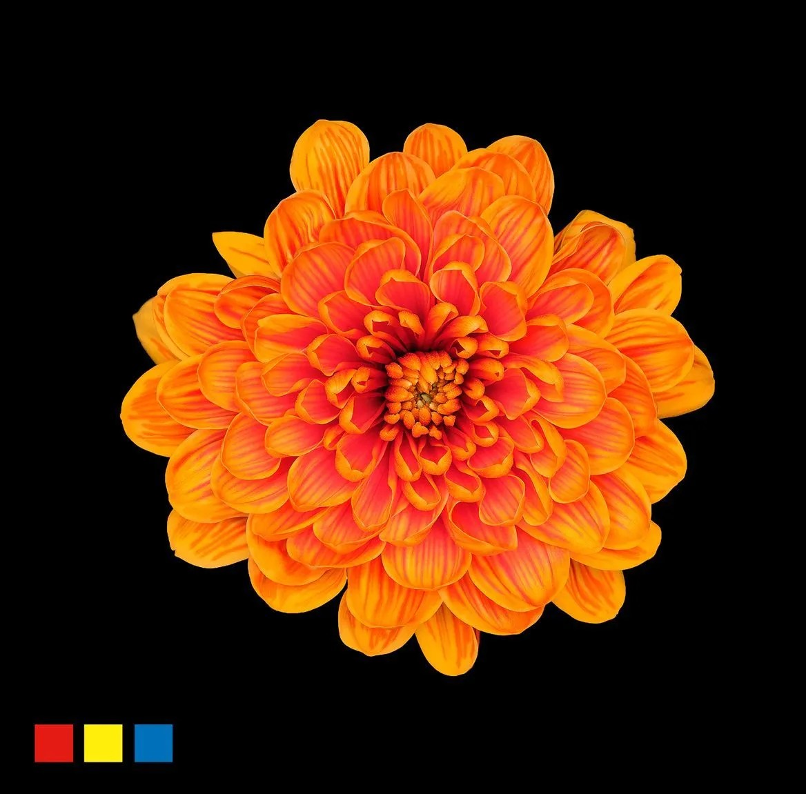 Chryzantéma trsová Altaj Roma • 70 cm