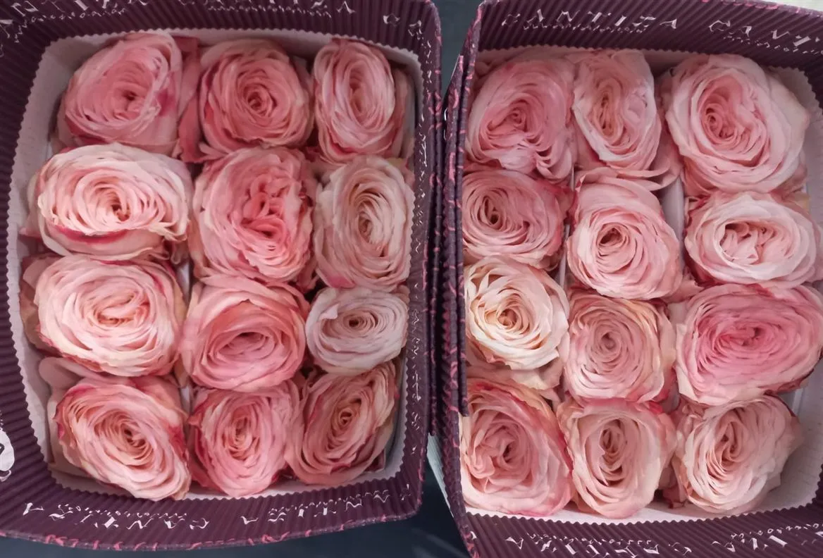 Rosa Gr Ec Mademoiselle • 70 cm