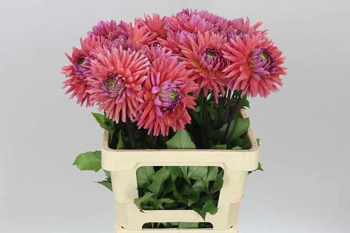 Dahlia Madeleine • 60 cm