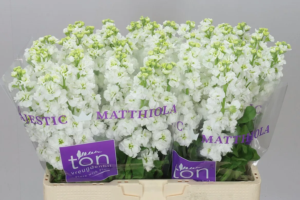 Matthiola White • 57 cm
