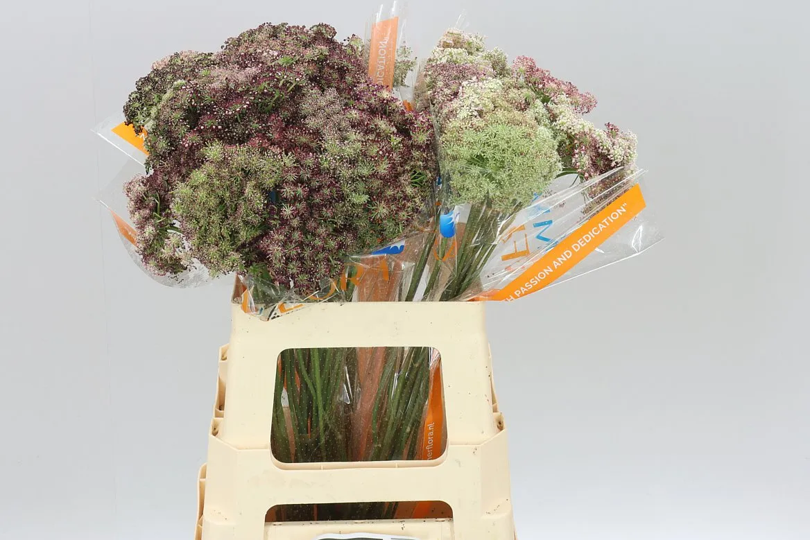 Ammi Daucus Carota Dara • 60 cm