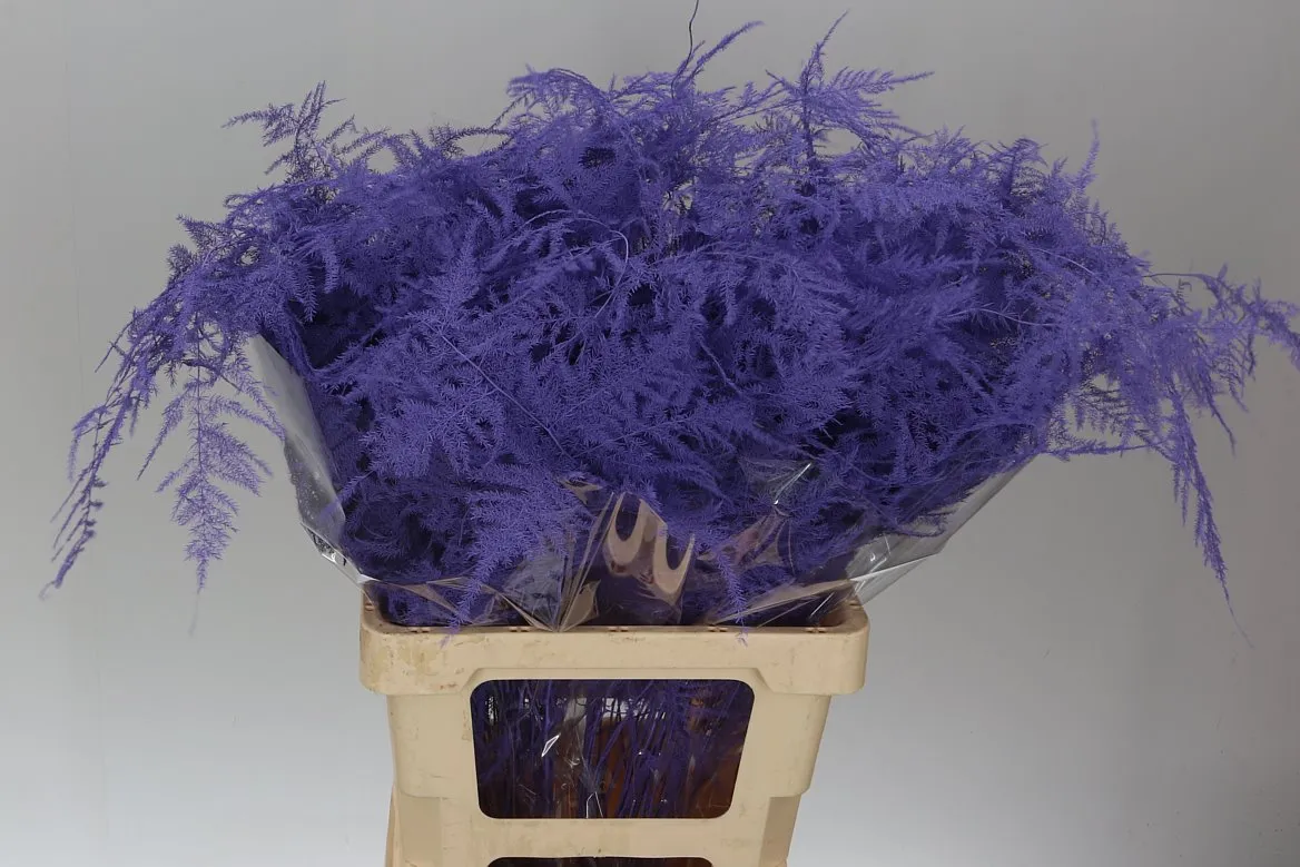 Asparágus Extra Veren Milka • 65 cm