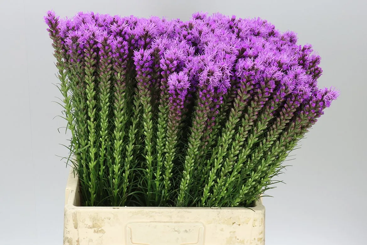 Liatris Callilepis • 65 cm