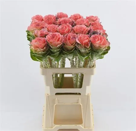 Brassica Painted Pink Glitter • 60 cm