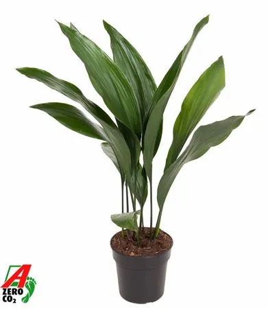 Aspidistra Elatior • črepník 17 cm