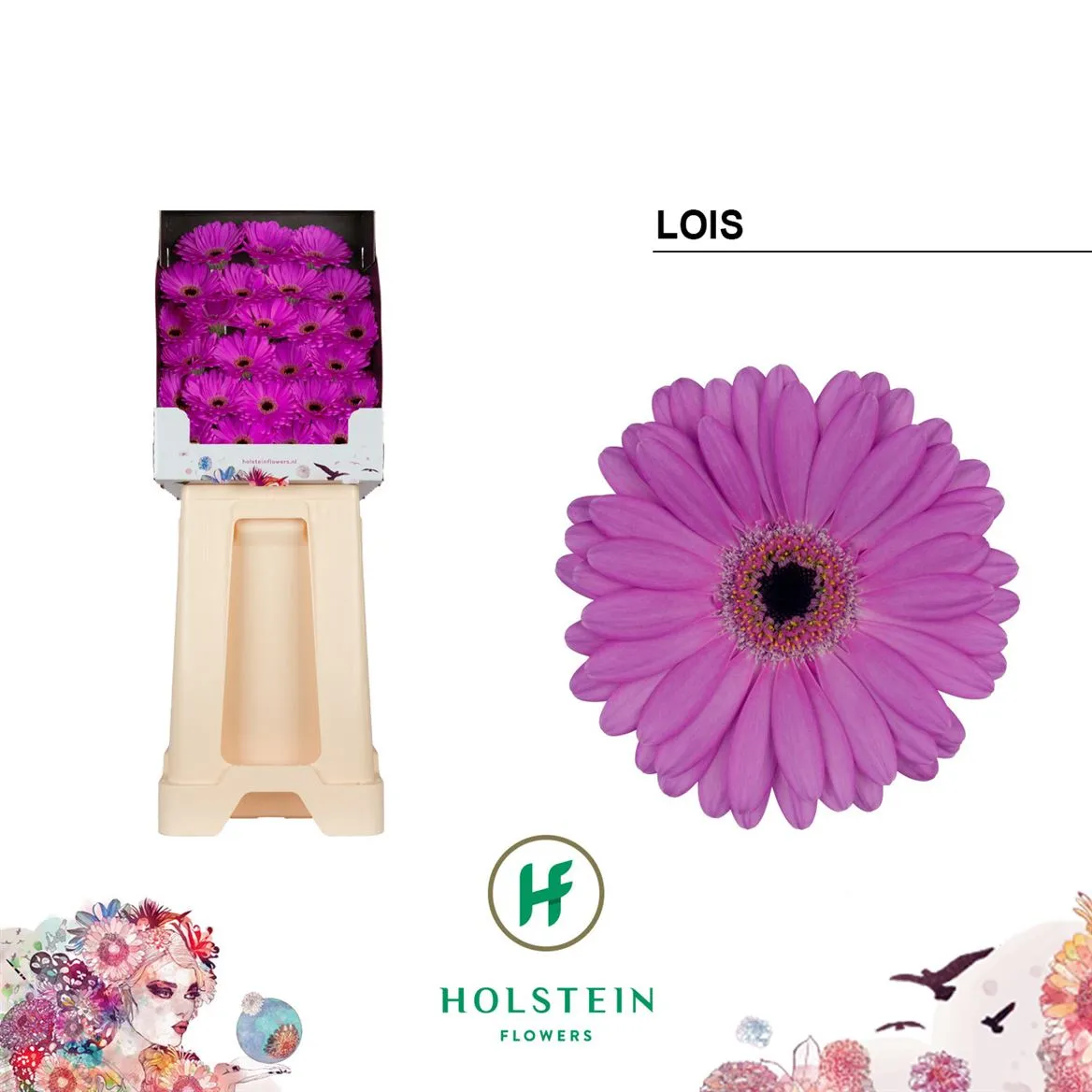 Germini Diamond Lois • 55 cm