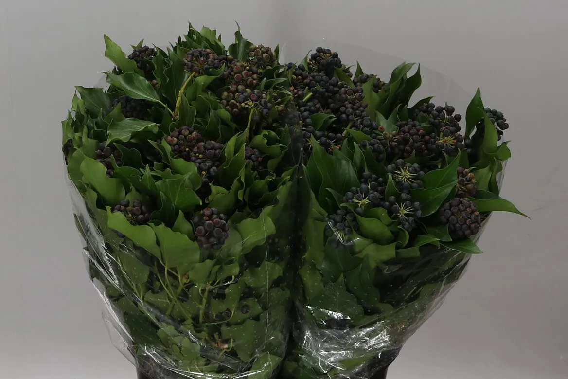 Brečtan Berries • 60 cm