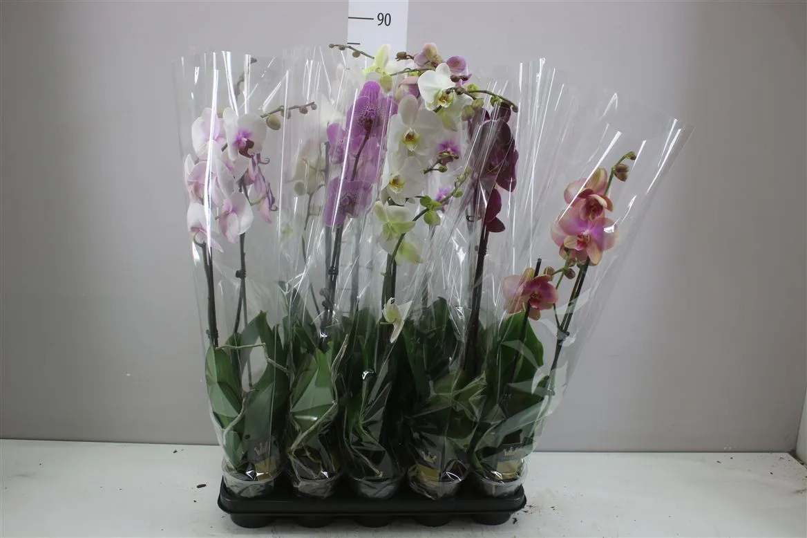 Phal Gemengd 1 Tak 9+ • črepník 12 cm