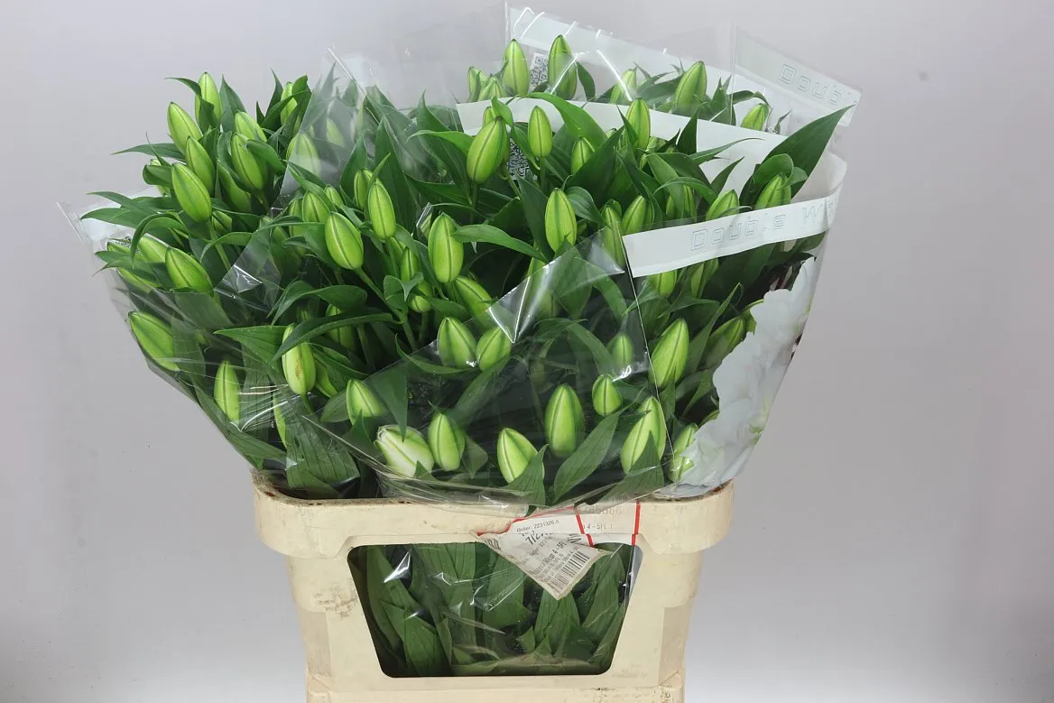 Ľalia orientálna Double Chardonnay • 90 cm