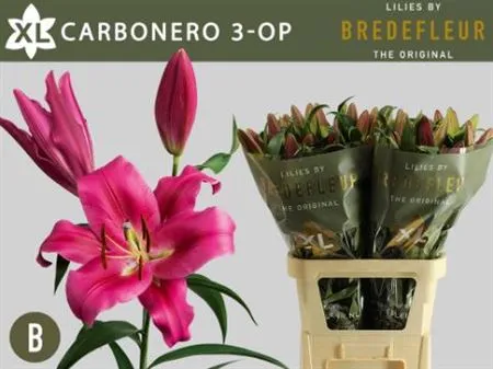 Lil Or Carbonero • 85 cm