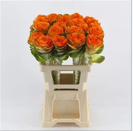 Brassica Painted Orange Glitter • 60 cm