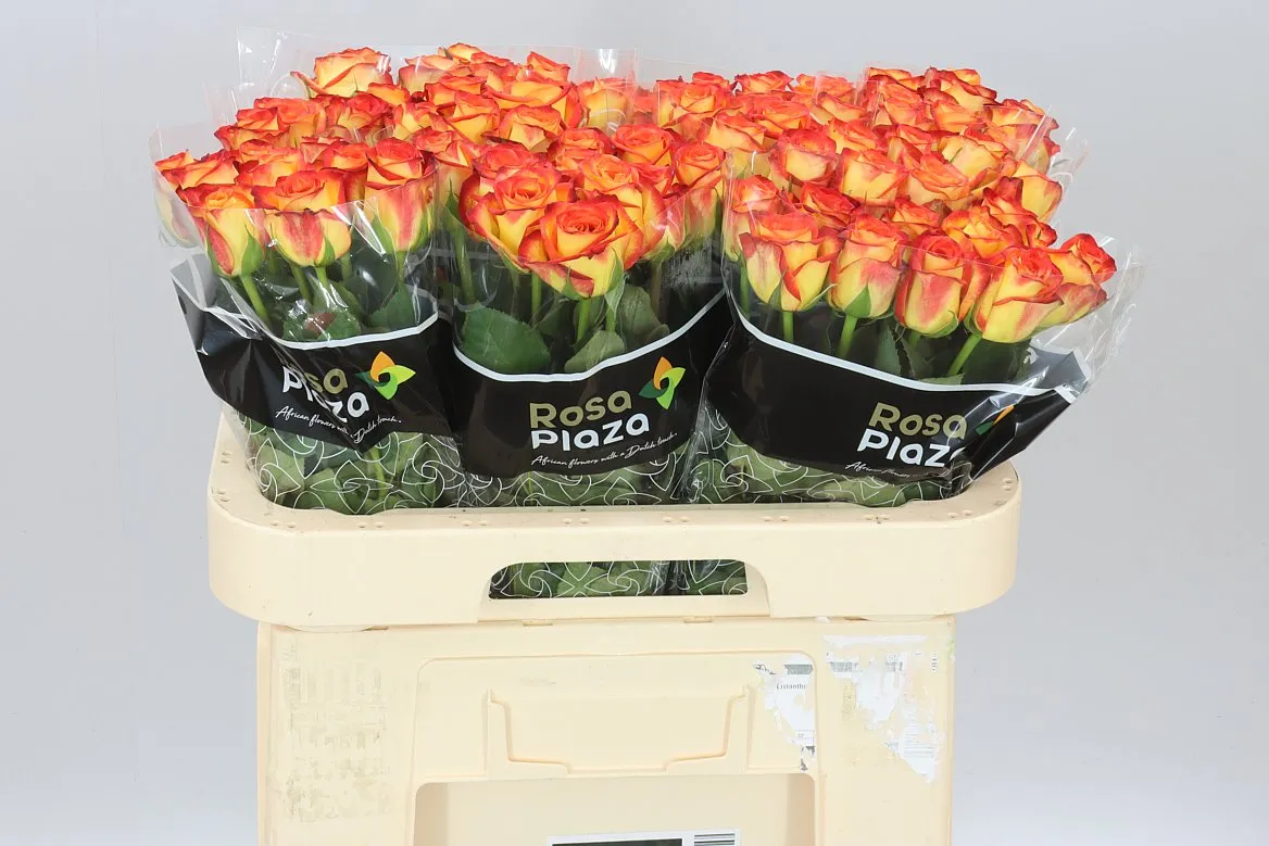 Rosa Gr Firefox • 60 cm