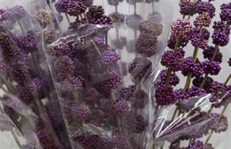 Callicarpa Bod Profusion • 120 cm