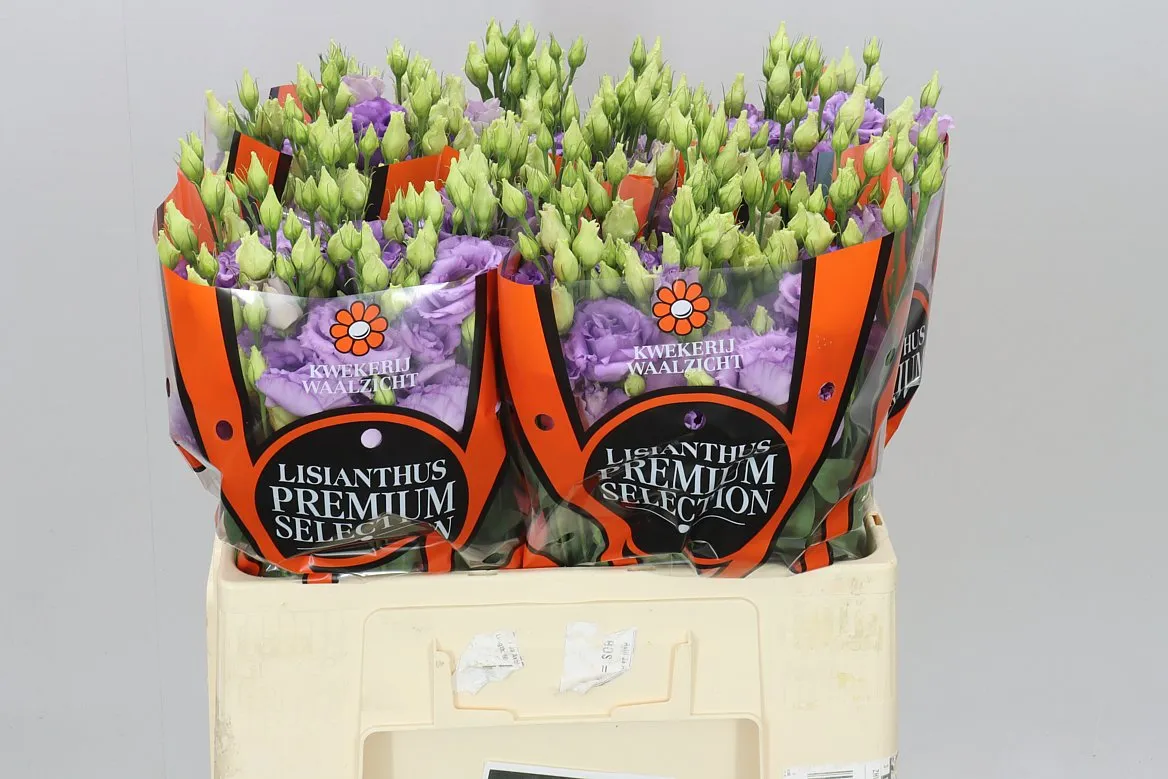 Eustóma plnokvetá Corelli Lavendel 65cm • 60 cm
