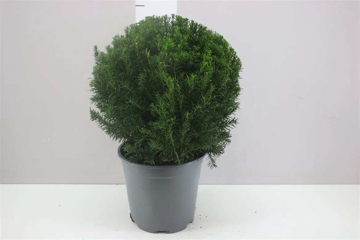 Taxus Me Groenland Bolvormig • črepník 24 cm