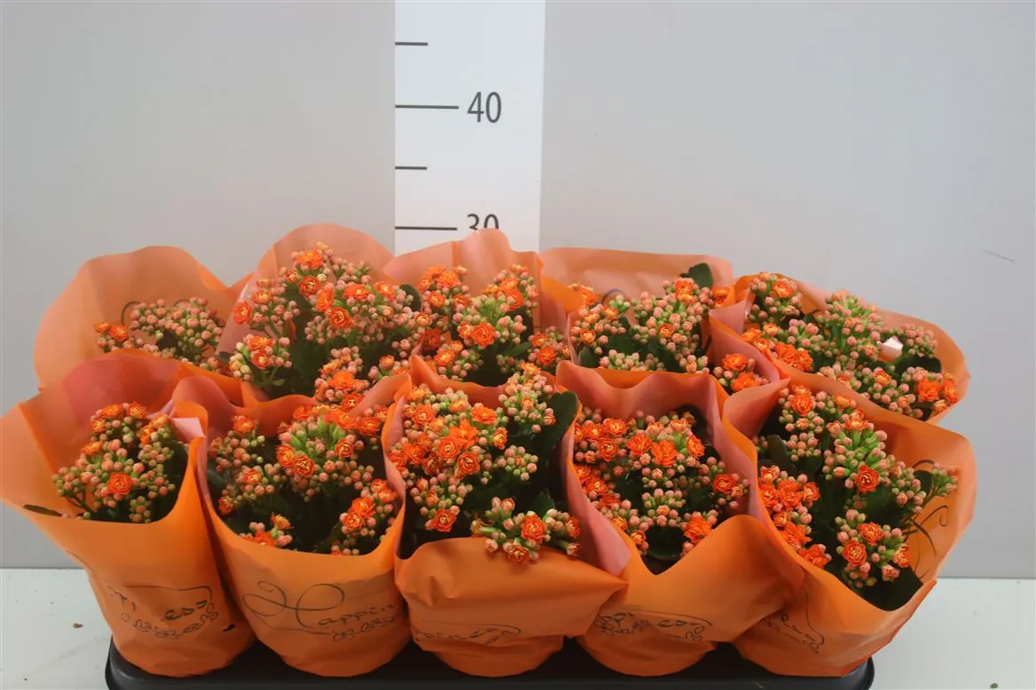 Kalanchoe Calandiva Oranje • črepník 12 cm