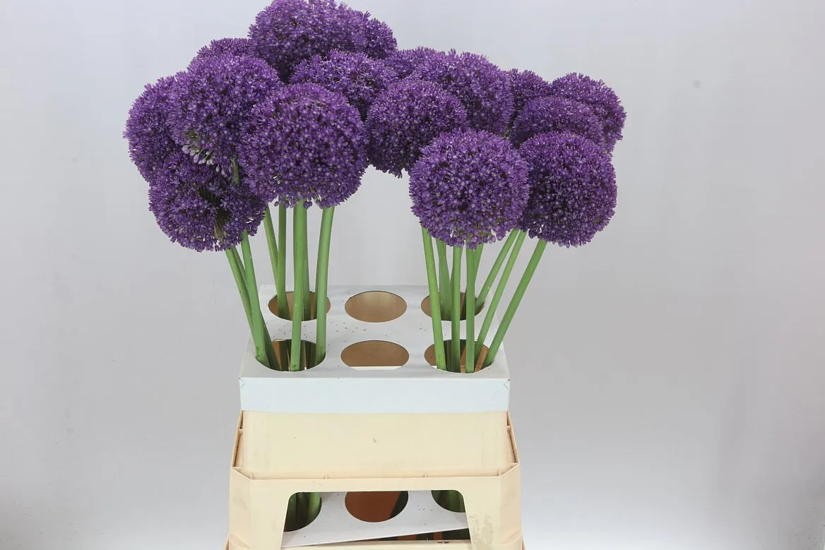 Allium Ambassador • 95 cm