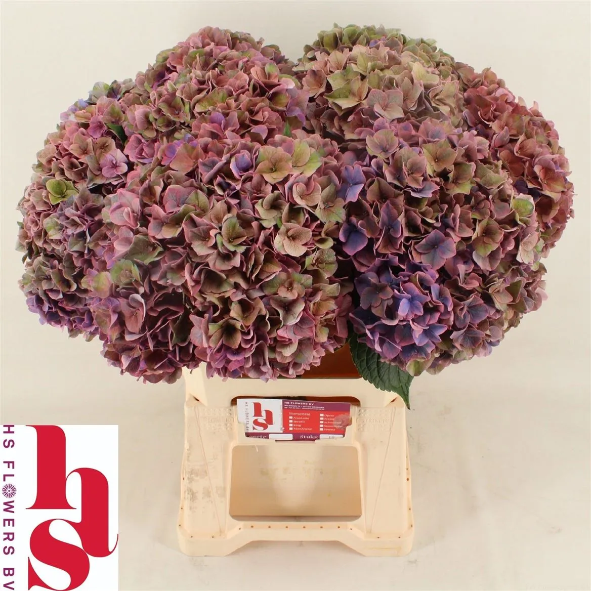 Hyd Rodeo Purple Classic • 60 cm