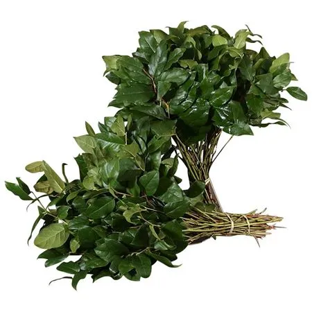 Salal Extra X12 • 60 cm