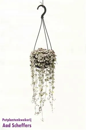 Ceropegia Woodii Variegata Hang • črepník 14 cm
