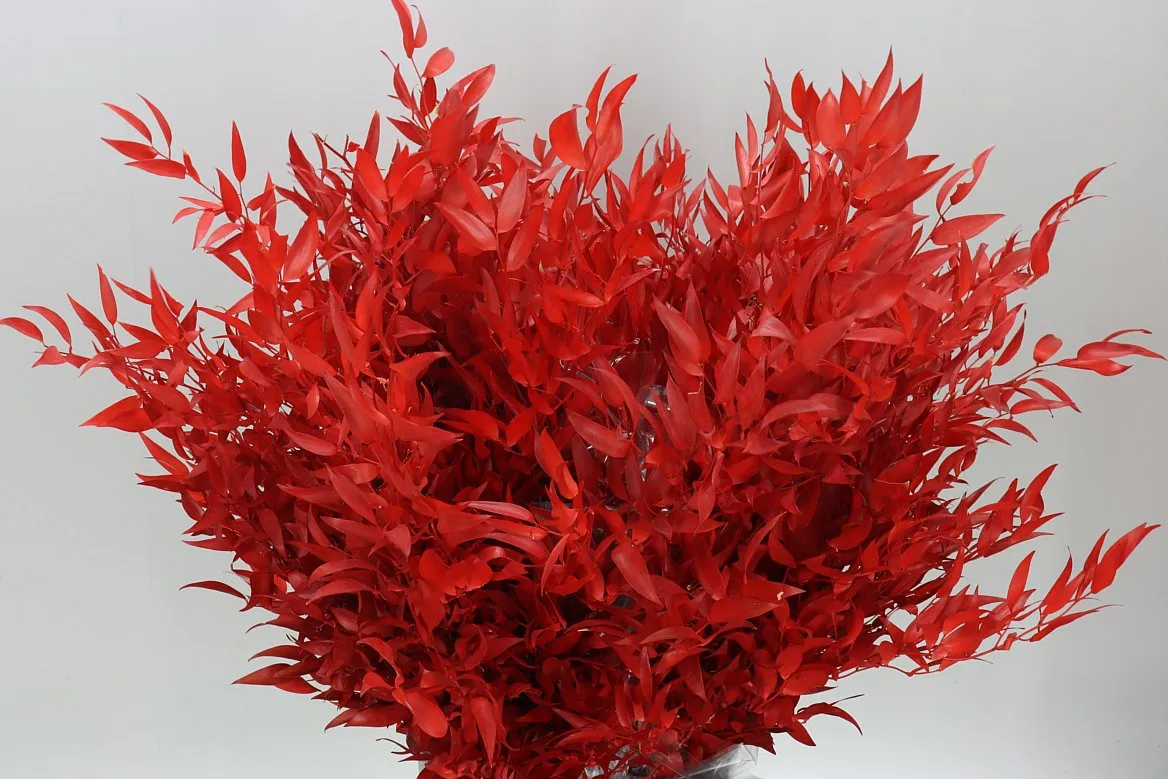 Ruscus Long Red • 80 cm