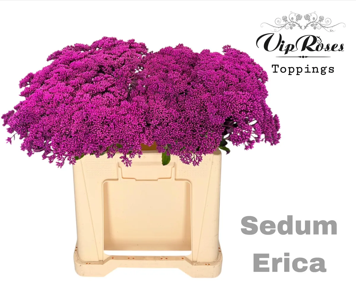 Sedum Erica • 55 cm
