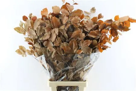 Buk Brown • 80 cm